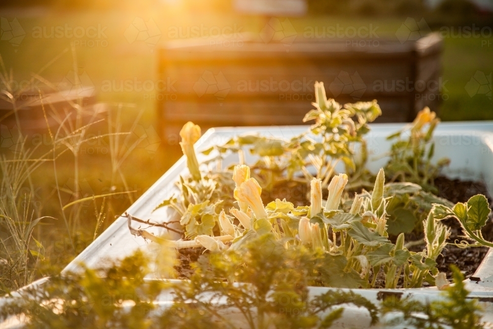 Golden light shining on veggie plants growing in community garden - Australian Stock Image