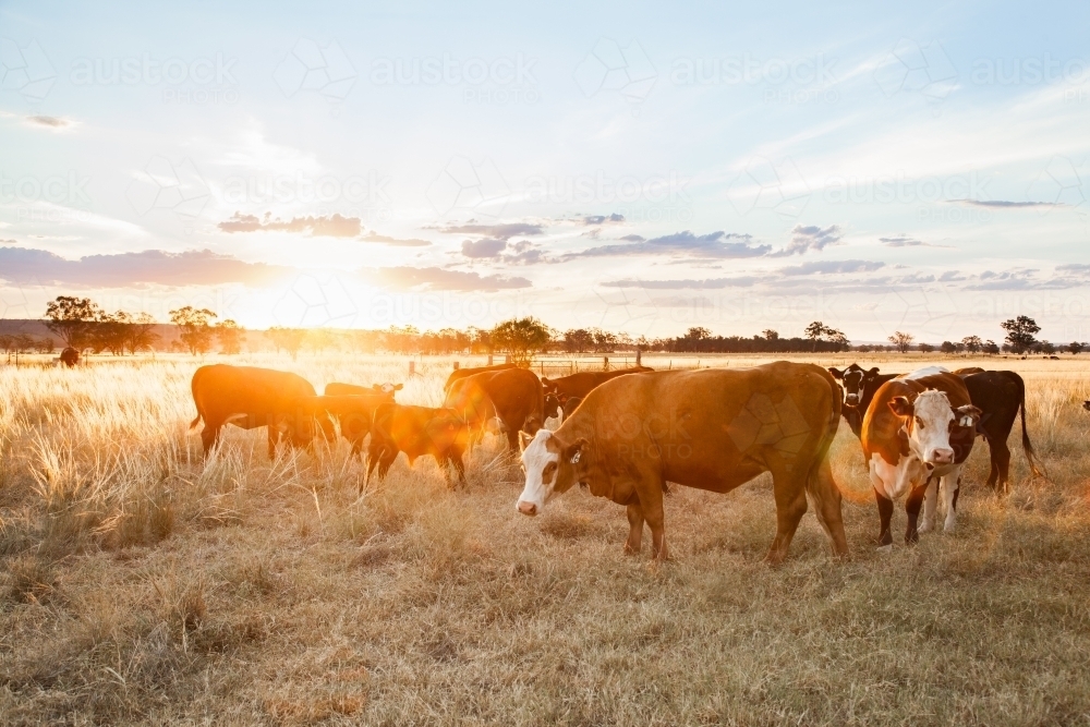 Golden light sun flare over herd of beef cattle with calves on farm - Australian Stock Image