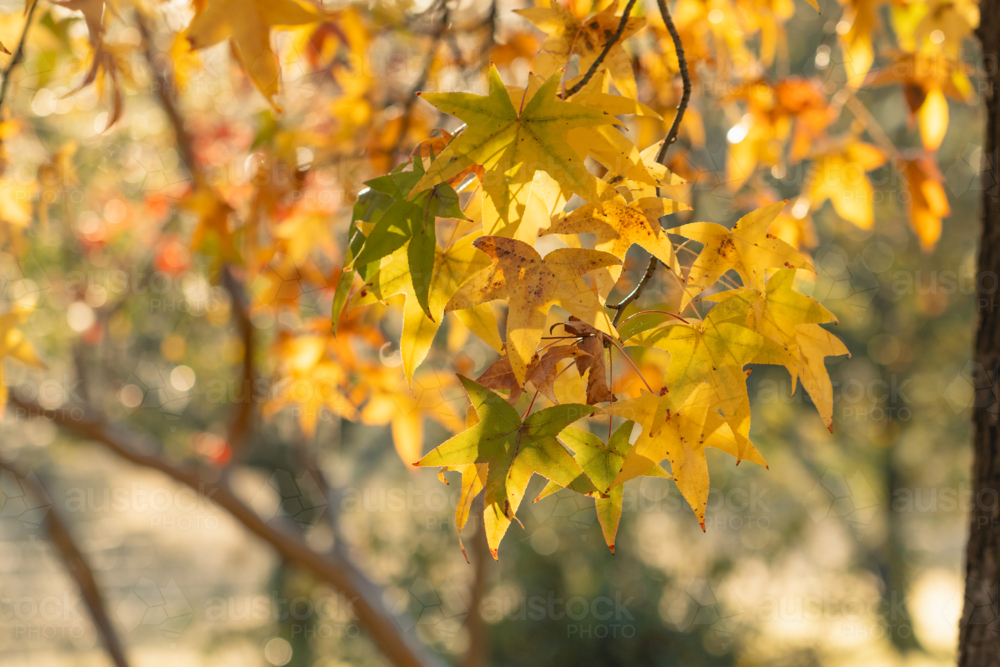 Golden Liquidambar leaves glowing in warm morning light in autumn - Australian Stock Image