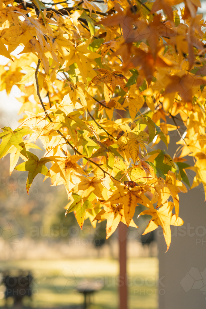 Golden Liquidambar leaves glowing in warm morning light in autumn - Australian Stock Image