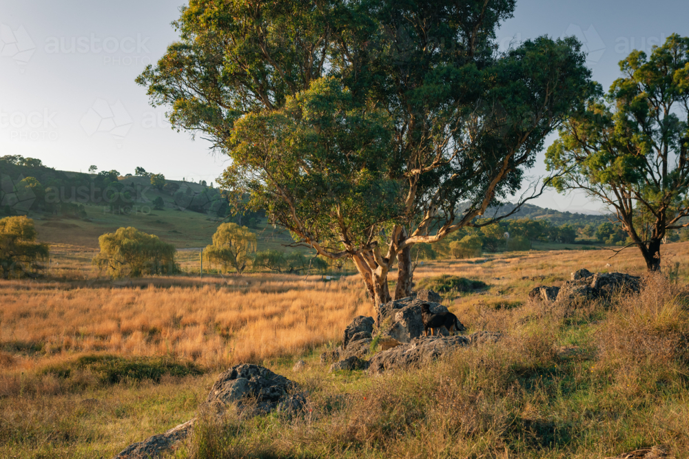 Golden morning light bathes a peaceful countryside scene, where a dog explores among the rocks - Australian Stock Image