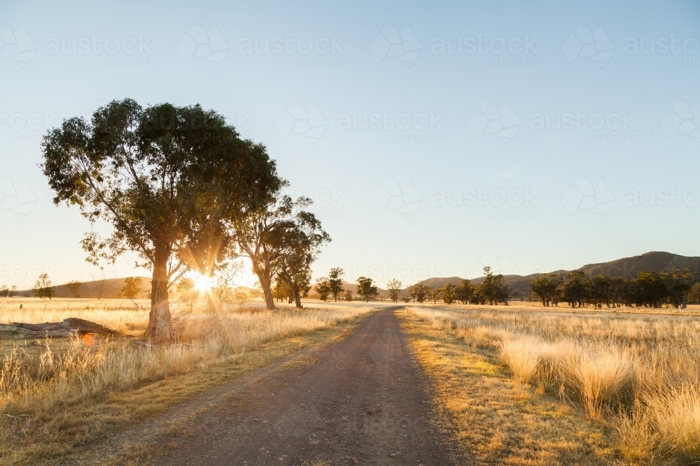 Golden morning sun light shining through trees beside gravel driveway road - Australian Stock Image