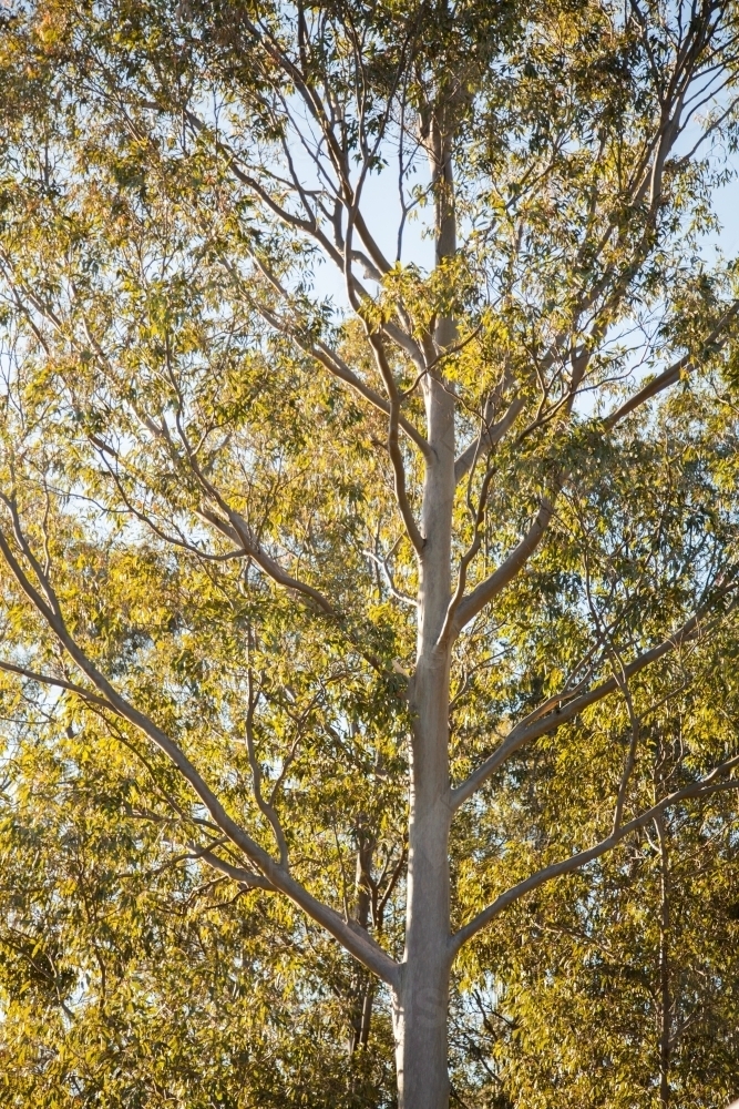 Golden morning sunlight shining off light barked gum tree - Australian Stock Image