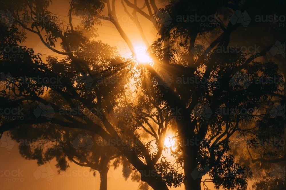 Golden rays of light shining through fog and silhouetted trees - Australian Stock Image
