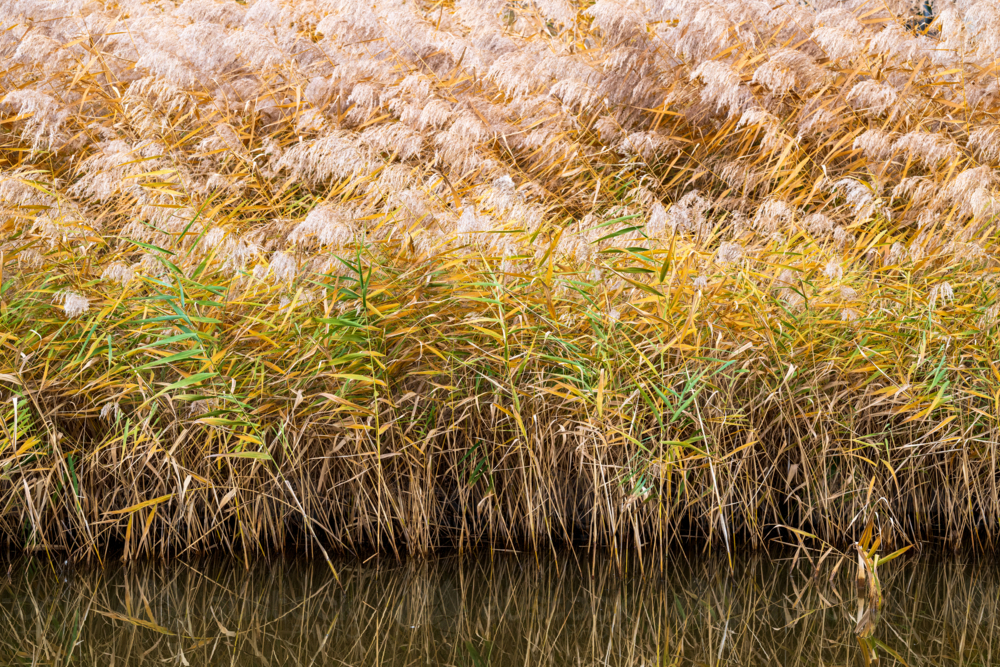 Golden reeds and grasses reflected in still water at the edge of a wetland - Australian Stock Image