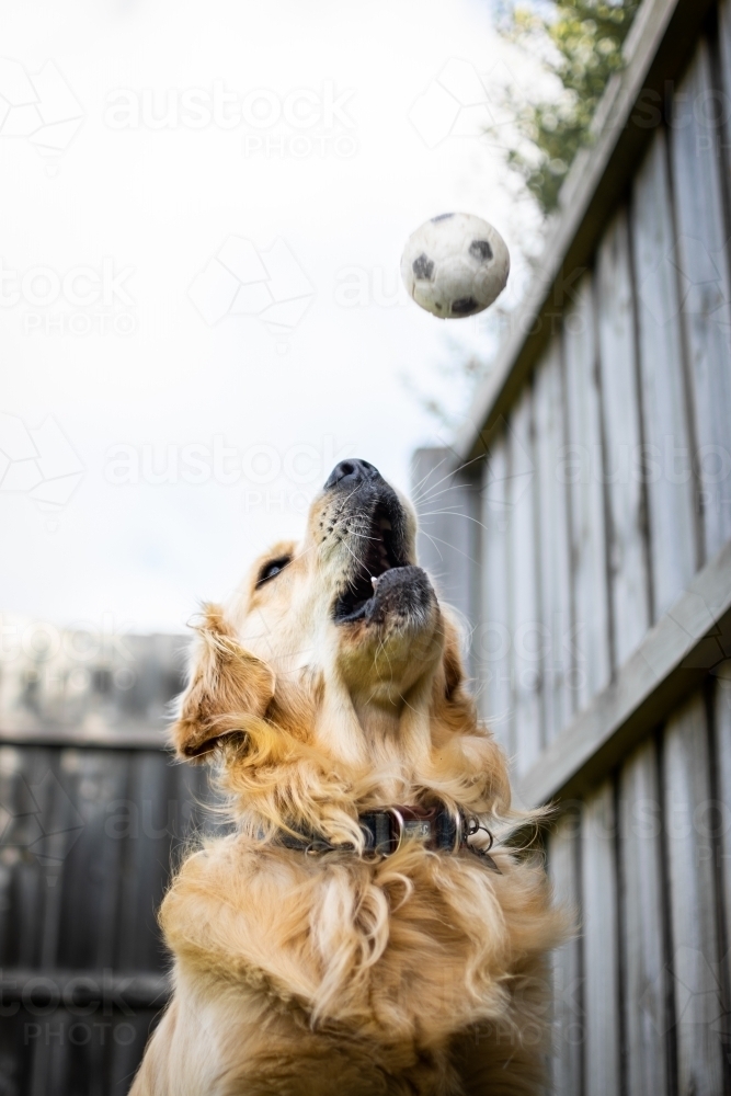 Golden Retriever About to catch a ball - Australian Stock Image