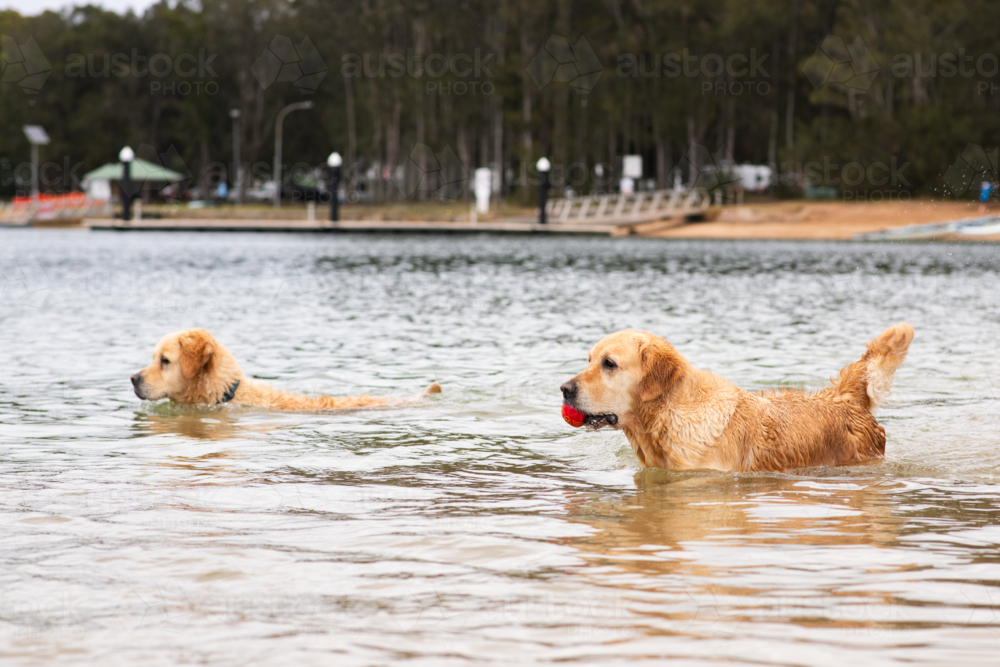 Image of golden retriever dogs in the ocean - Austockphoto