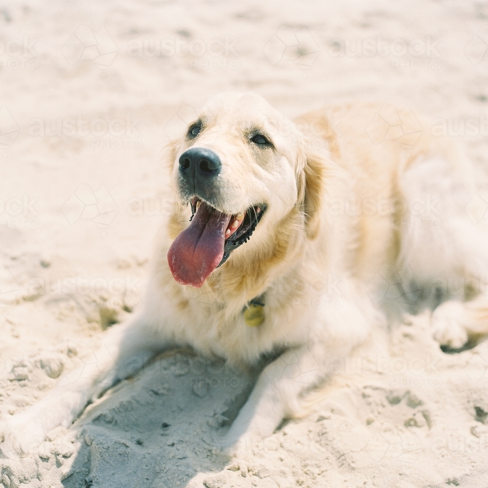 Golden Retriever in the Beach Sand - Australian Stock Image