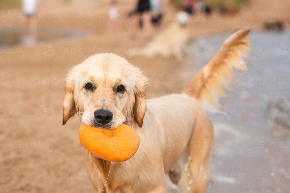 golden retriever on the beach with a toy - Australian Stock Image