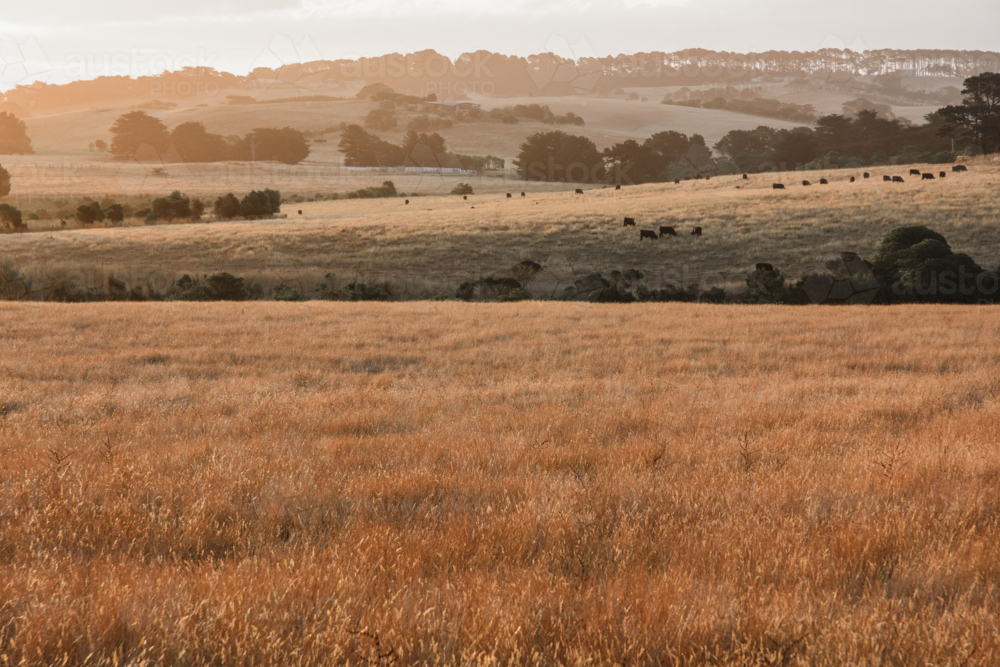 Golden, rolling paddocks at sunset - Australian Stock Image