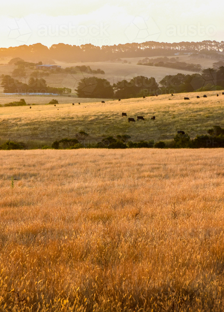 Golden, rolling paddocks at sunset with cows in distance - Australian Stock Image