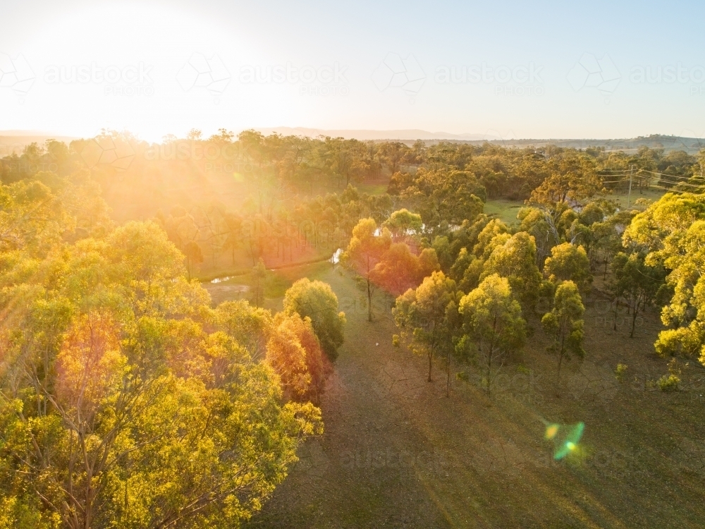 Golden sun flare over paddock landscape of gum trees - Australian Stock Image