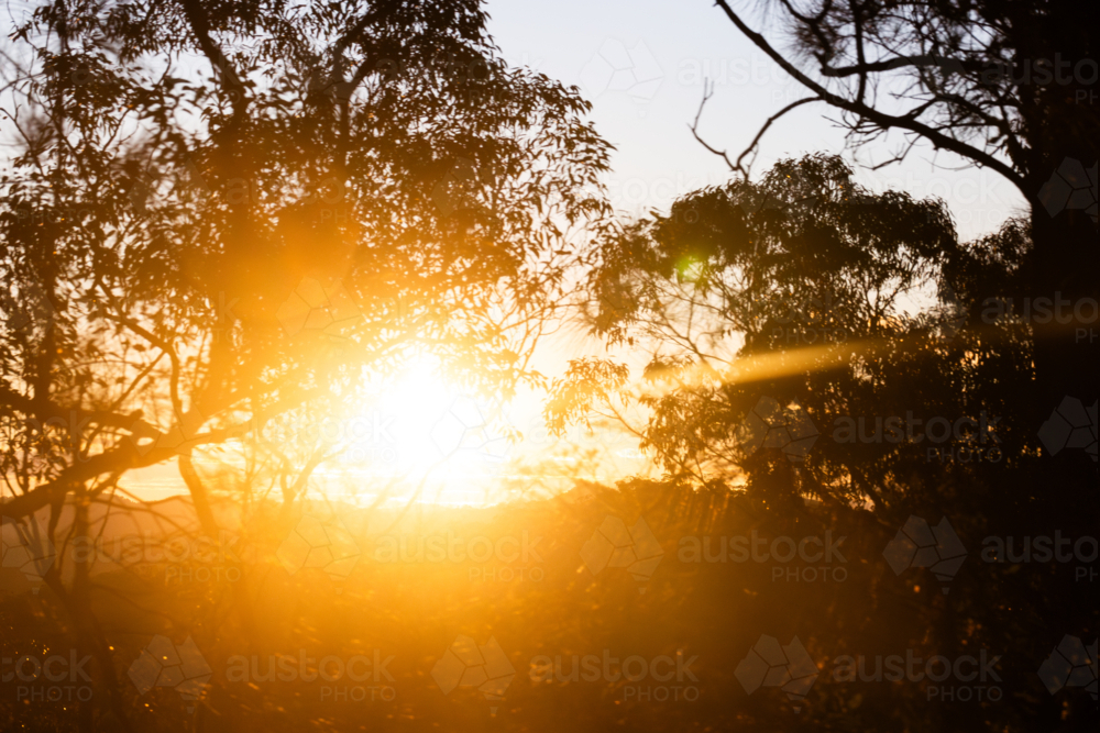 Golden sun flare through eucalyptus trees at the side of the road at sunset - Australian Stock Image