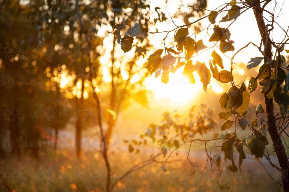 Golden sun flare through leaves of gum tree at sunset - Australian Stock Image