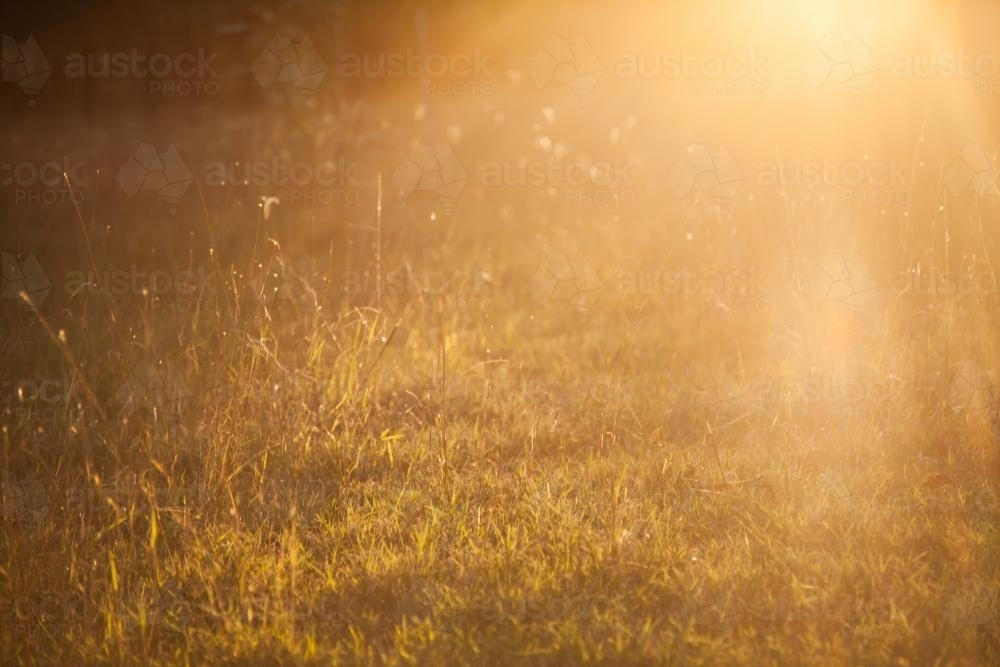 Golden sunlight shining on the grass - Australian Stock Image