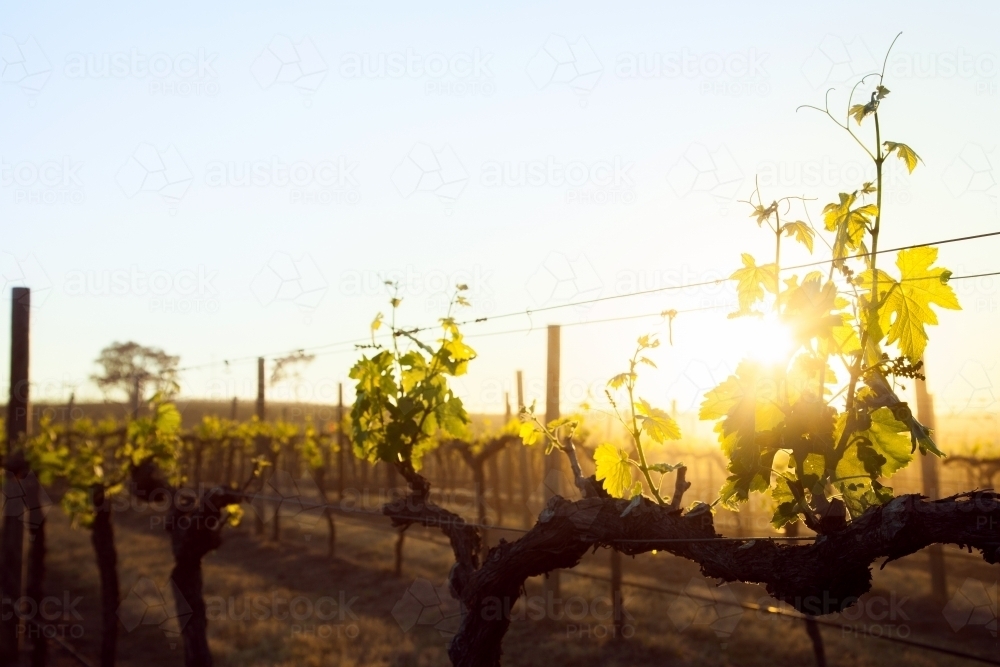 Golden sunlight shining through new spring leaves on grapevine growing in vineyard - Australian Stock Image