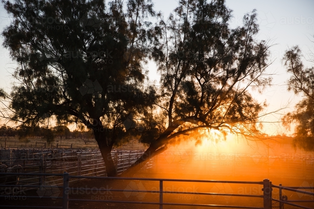 Golden sunlight streaming through tree into yard - Australian Stock Image