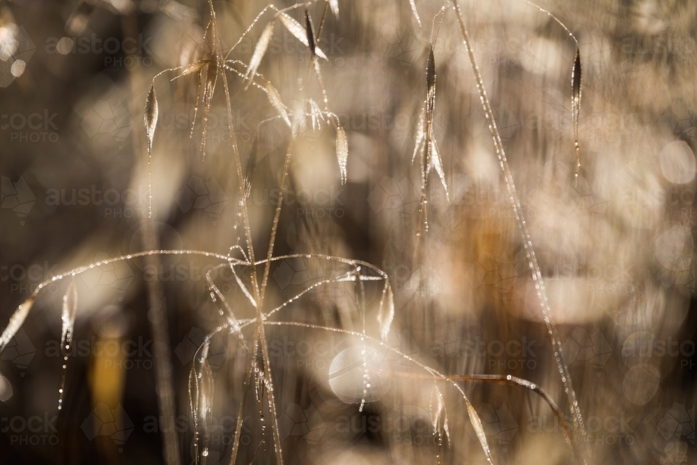 Golden sunlit grass - Australian Stock Image