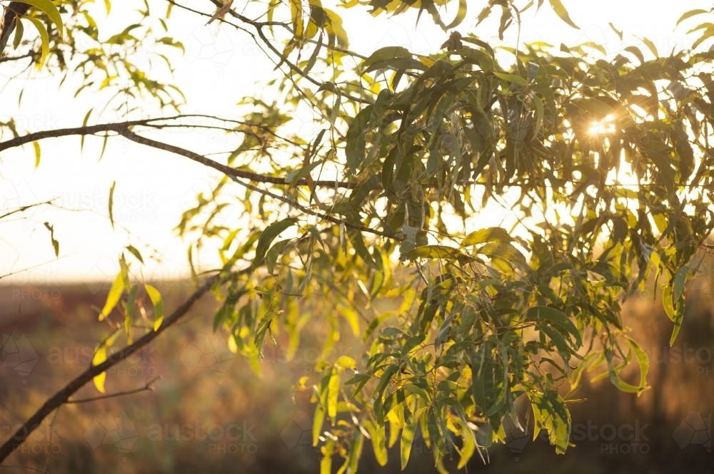 Golden sunrise through gum branches and leaves - Australian Stock Image