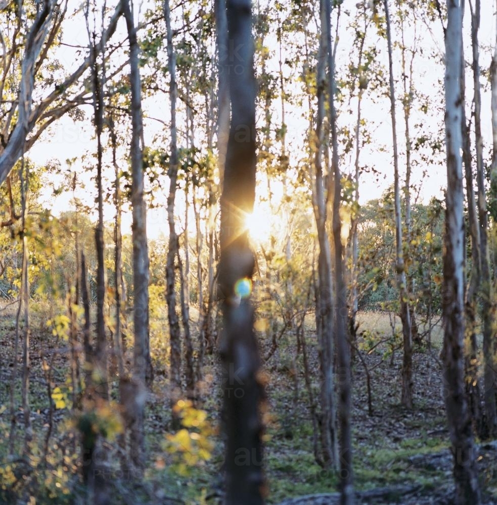 Golden sunrise through new growth forest - Australian Stock Image