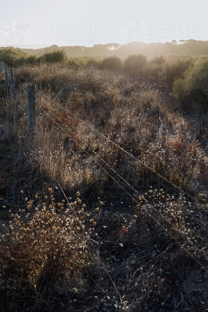 Golden sunset and fence over wild plants and grasses - Australian Stock Image