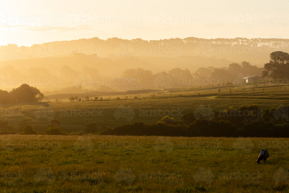 Golden sunset over rolling paddocks with horse - Australian Stock Image