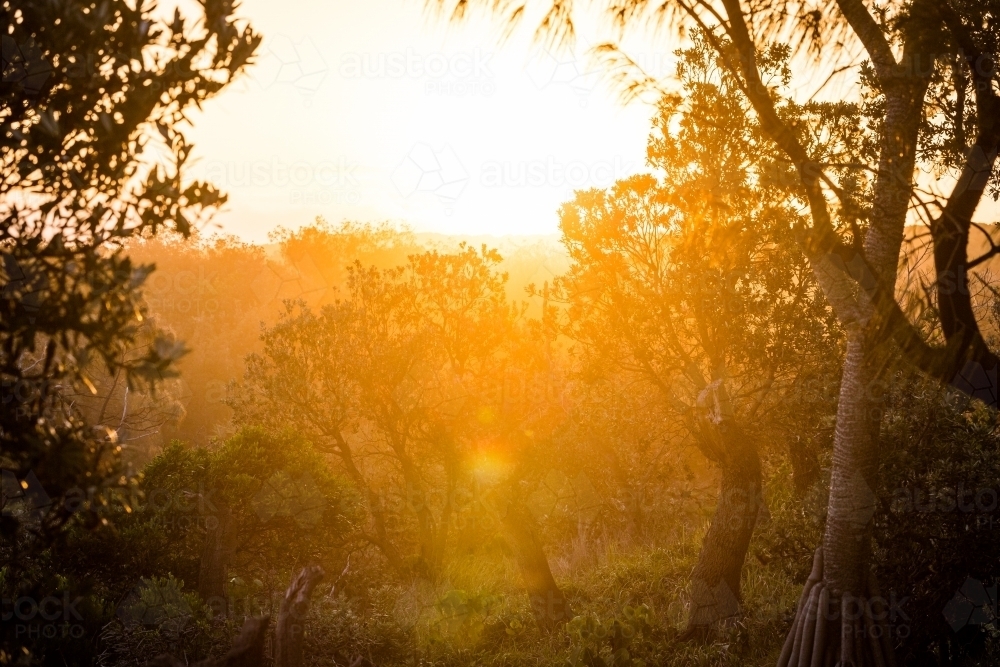 Golden sunset through the coastal trees - Australian Stock Image