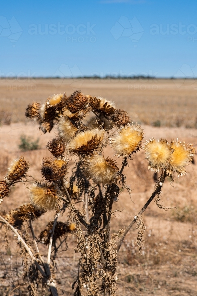 golden thistle weed - Australian Stock Image