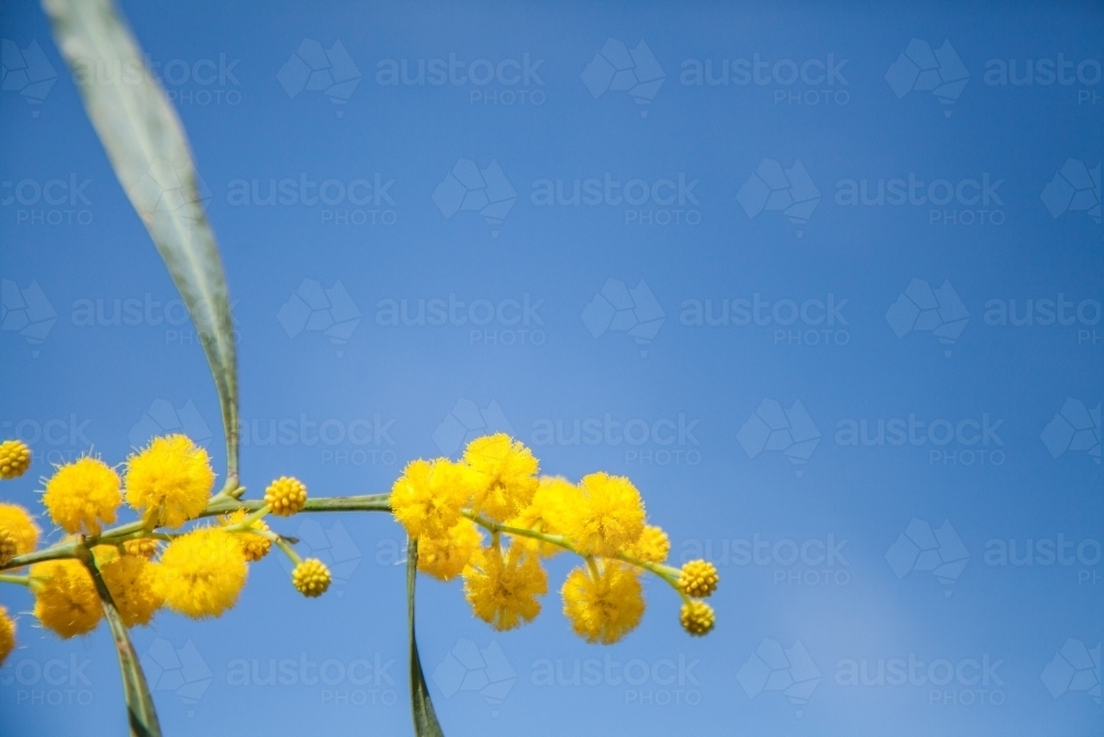 Golden wattle blossoms against blue sky - Australian Stock Image