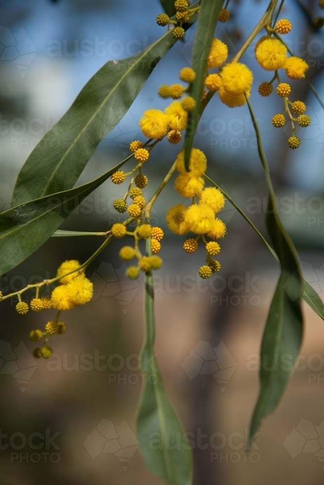 Golden wattle blossoms and leaves in the sunlight - Australian Stock Image