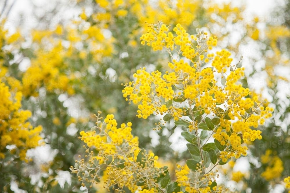 Golden wattle blossoms close up - Australian Stock Image