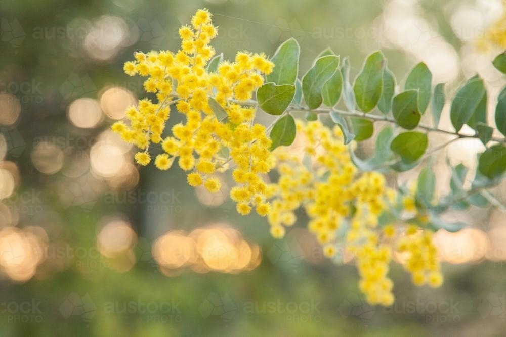 Golden wattle blossoms close up - Australian Stock Image