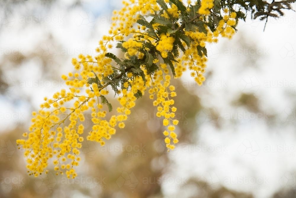Golden wattle blossoms close up with out of focus background - Australian Stock Image
