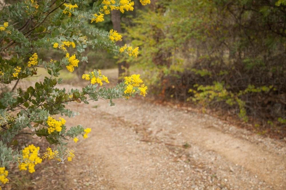 Golden wattle blossoms on a bush near a gravel path - Australian Stock Image