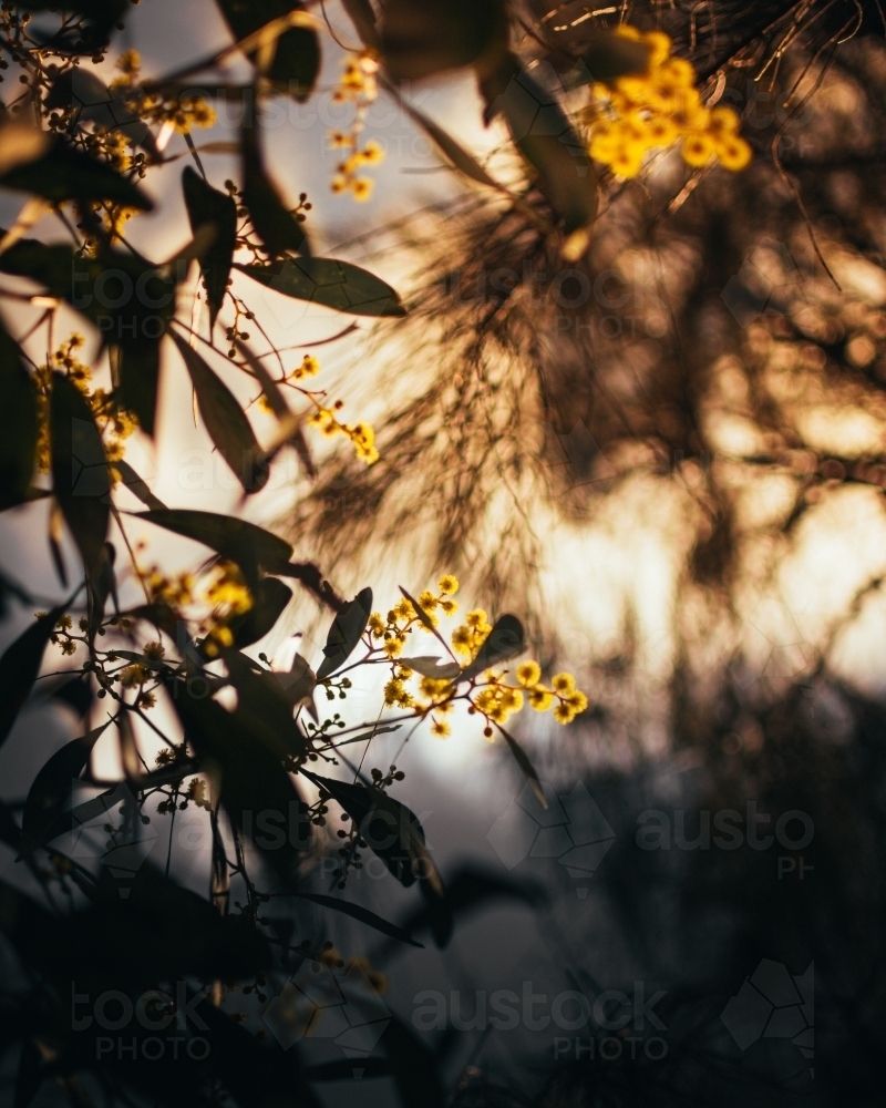 Golden Wattle Flowers in the Warm Morning Light - Australian Stock Image
