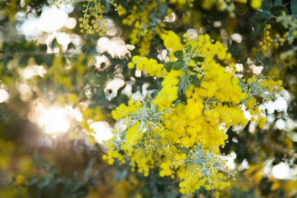 Golden wattle flowers with afternoon sun behind - Australian Stock Image