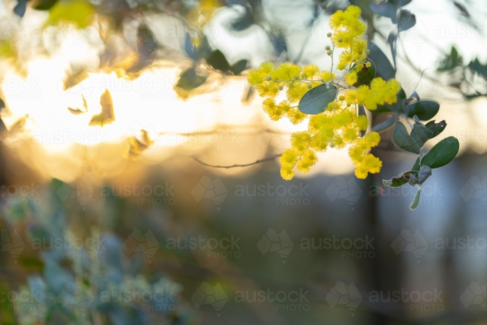 Golden wattle flowers with copy space in sunset light - Australian Stock Image
