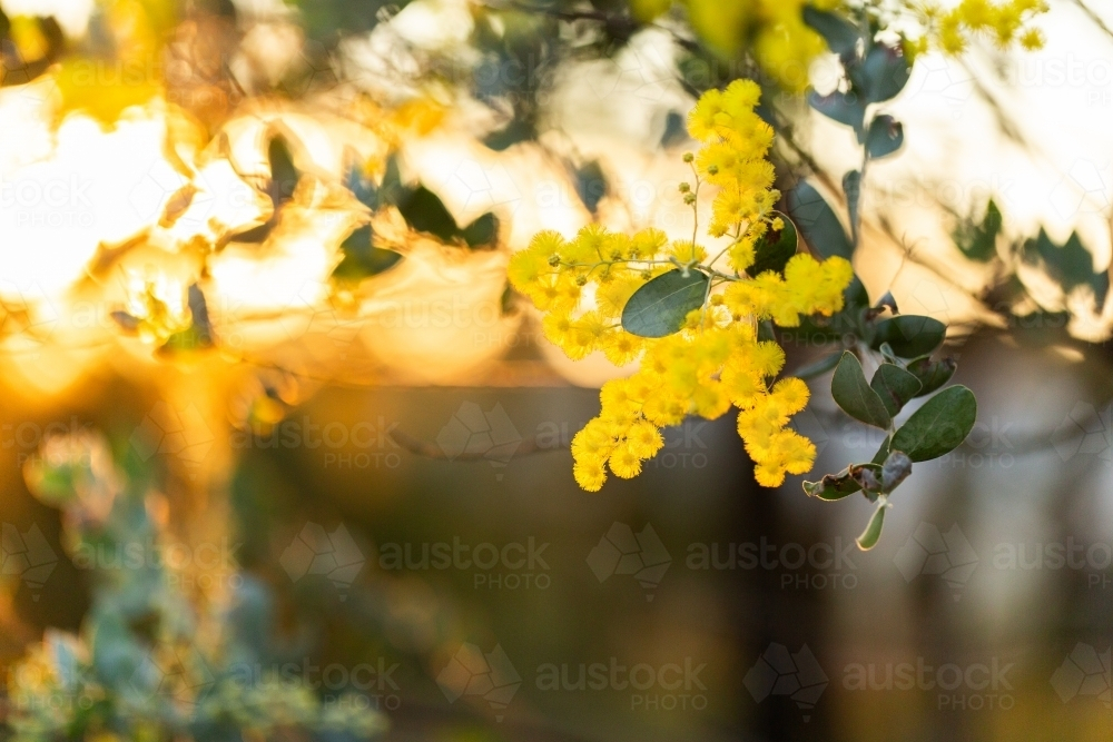 Golden wattle flowers with copy space in sunset light - Australian Stock Image
