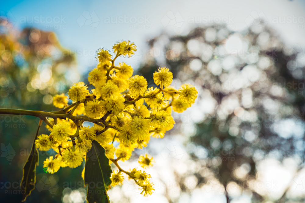 Golden Wattle tree (Acacia pycnantha) blooming during late winter season in August. - Australian Stock Image
