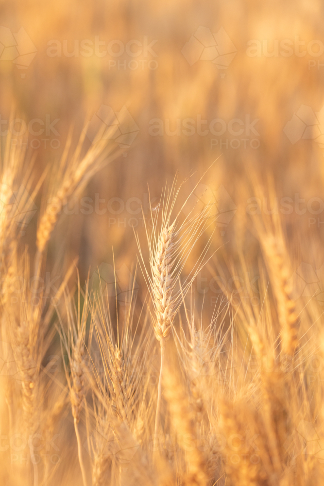 Golden wheat stalks - Australian Stock Image