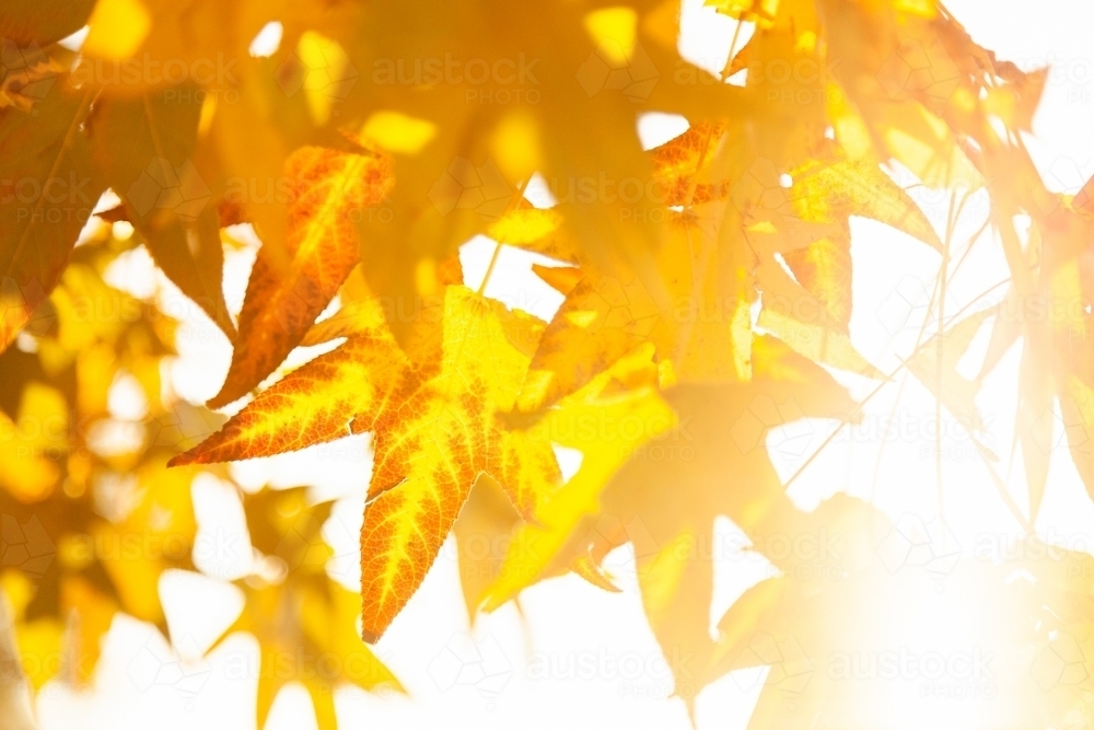 Image of Golden yellow autumn leaves on deciduous tree - Austockphoto