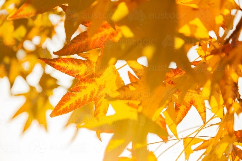 Image of Golden yellow autumn leaves on deciduous tree - Austockphoto
