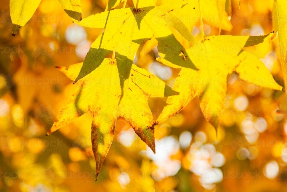 Golden yellow autumn leaves on deciduous tree - Australian Stock Image