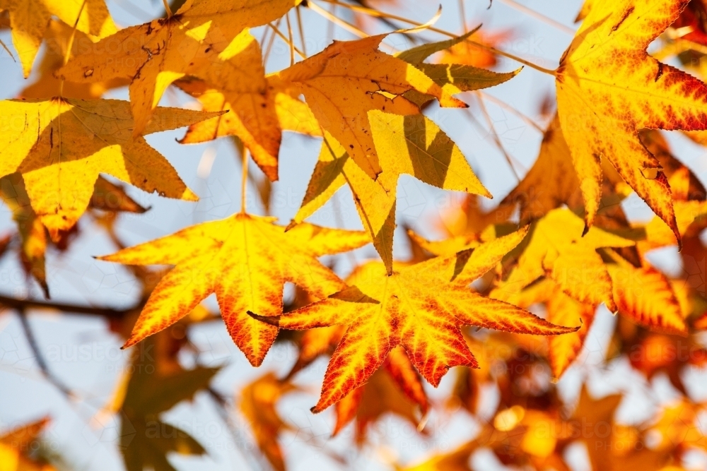 Image of Golden yellow autumn leaves on deciduous tree - Austockphoto