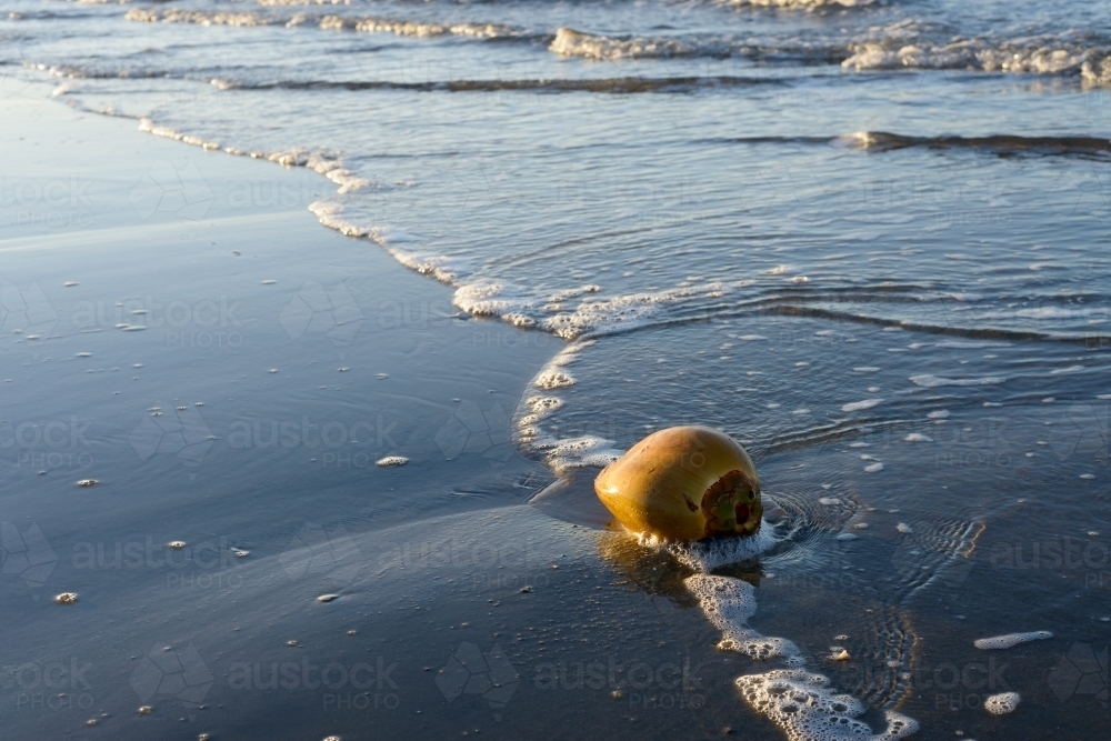 Golden yellow coconut washed up on the water's edge - Australian Stock Image