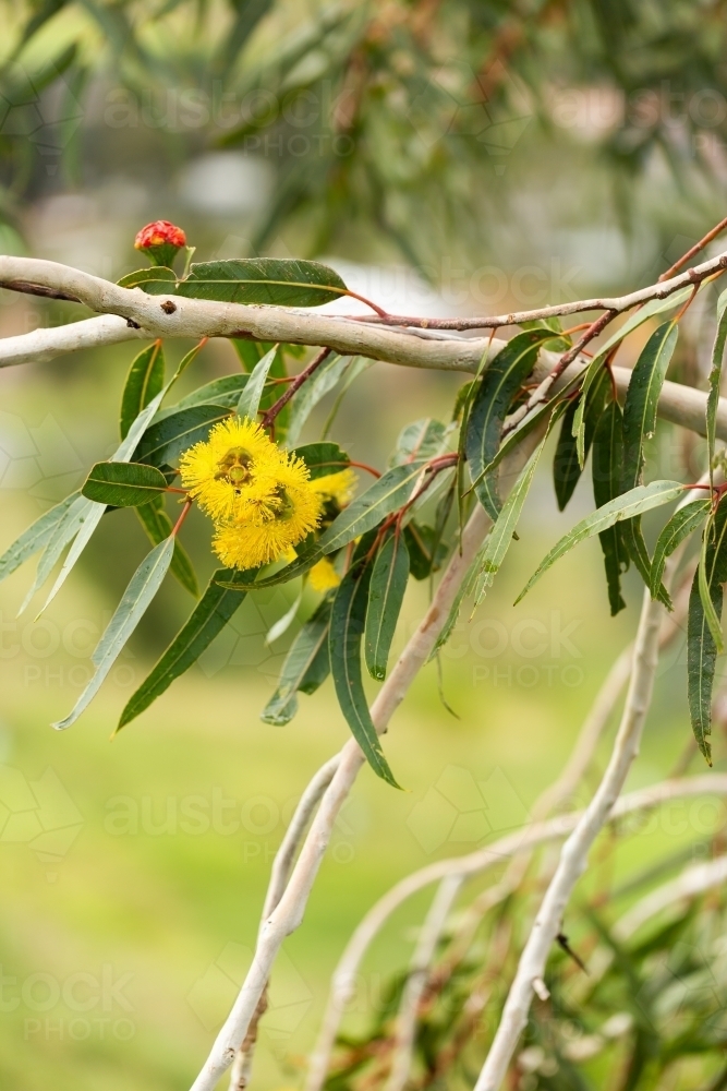 Golden yellow gum flowers on eucalypt tree with green leaves and copy space - Australian Stock Image