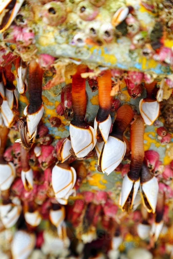 Gooseneck barnacles on a marine buoy that washed ashore at Yamba. - Australian Stock Image
