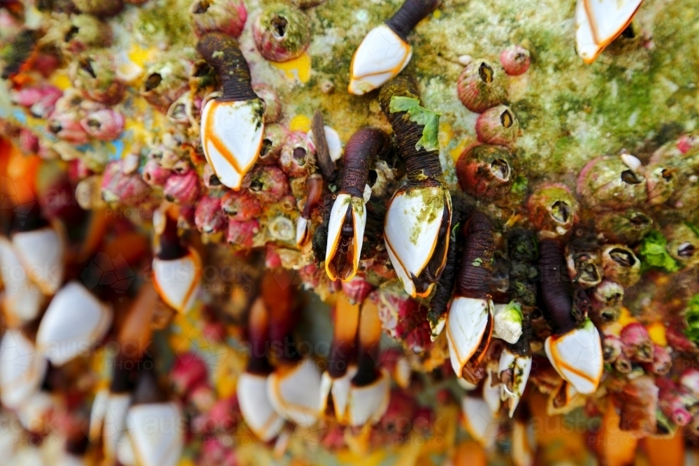 Gooseneck barnacles on a marine buoy that washed ashore at Yamba - Australian Stock Image
