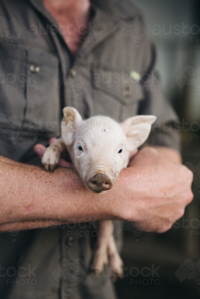 Gorgeous little piglet being held by a farmer - Australian Stock Image