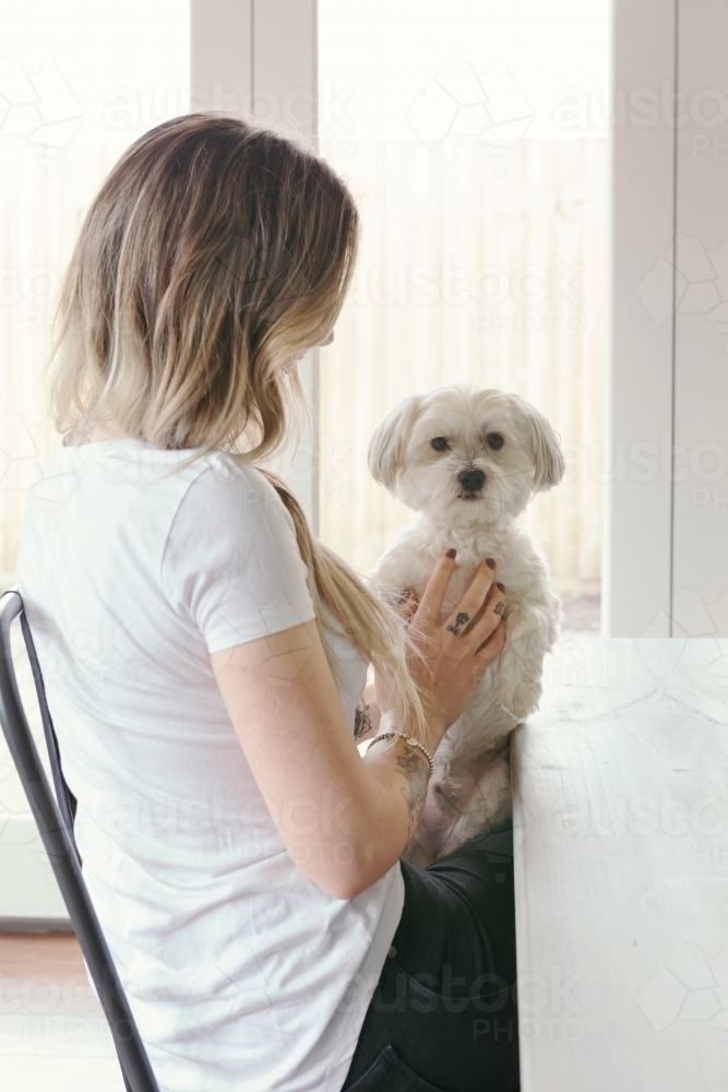 Gorgeous little white dog on the lap of a girl sitting at the table - Australian Stock Image